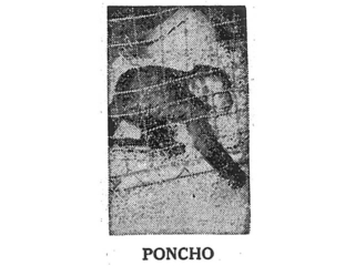 PONCHO the Monkey